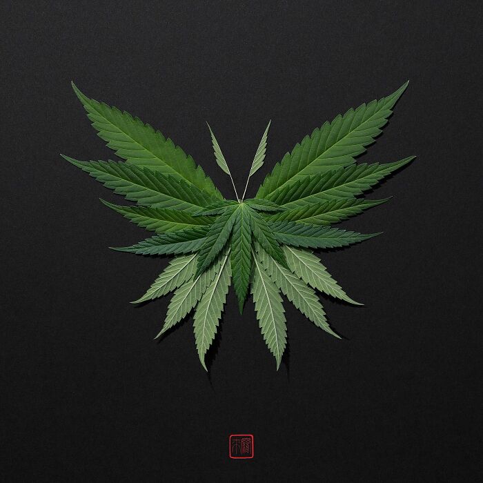 Nature's Palette: Raku Inoue's Delightful Animal Portraits Blossom With Creativity (New Pics)