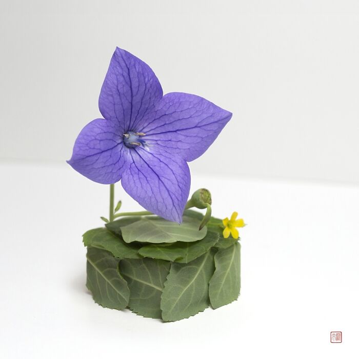 Nature's Palette: Raku Inoue's Delightful Animal Portraits Blossom With Creativity (New Pics)