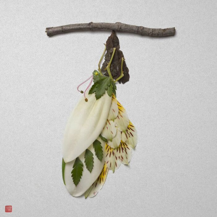 Nature's Palette: Raku Inoue's Delightful Animal Portraits Blossom With Creativity (New Pics)