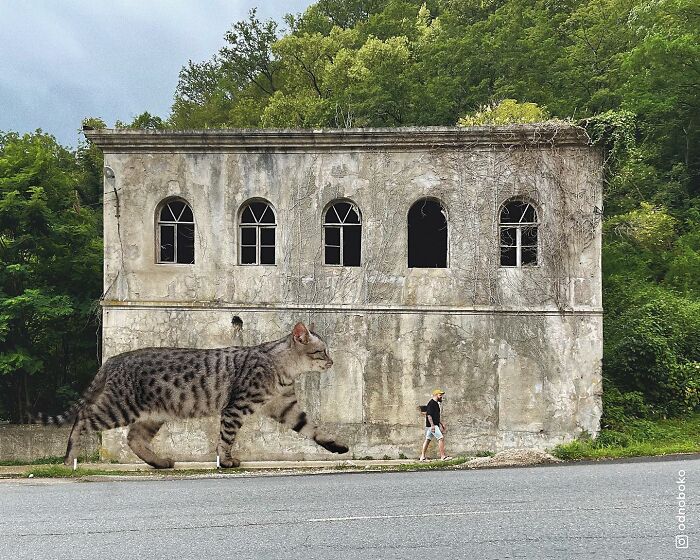 Pawsitively Epic: Russian Artist Envisions A Giant Feline World In New Series ( New Pics)