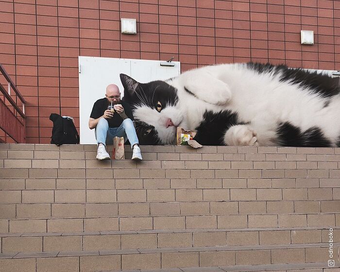 Pawsitively Epic: Russian Artist Envisions A Giant Feline World In New Series ( New Pics)