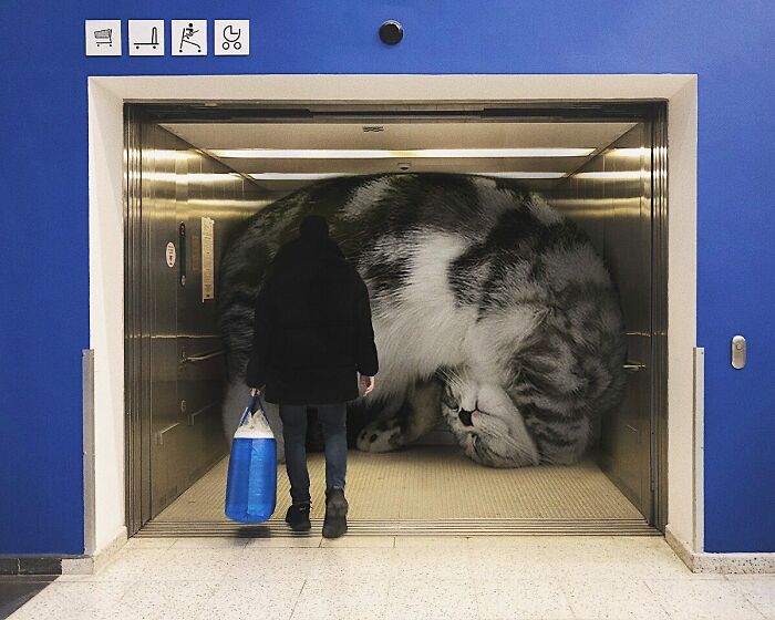 Pawsitively Epic: Russian Artist Envisions A Giant Feline World In New Series ( New Pics)