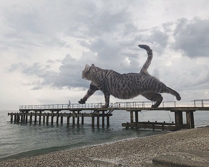 Pawsitively Epic: Russian Artist Envisions A Giant Feline World In New Series ( New Pics)
