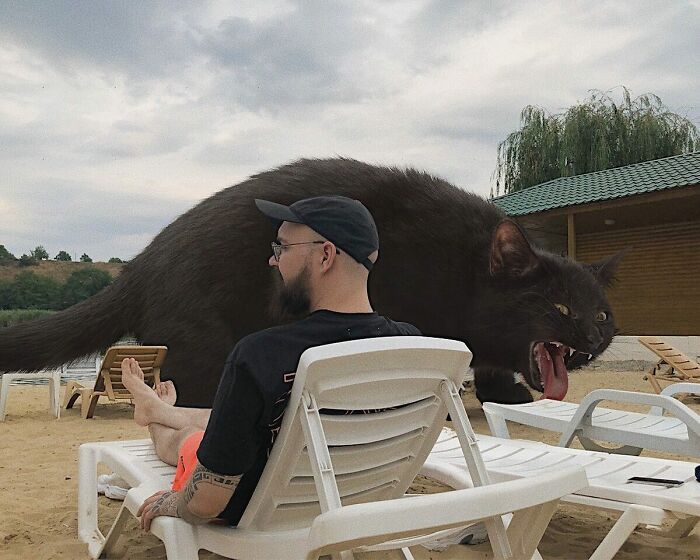 Pawsitively Epic: Russian Artist Envisions A Giant Feline World In New Series ( New Pics)