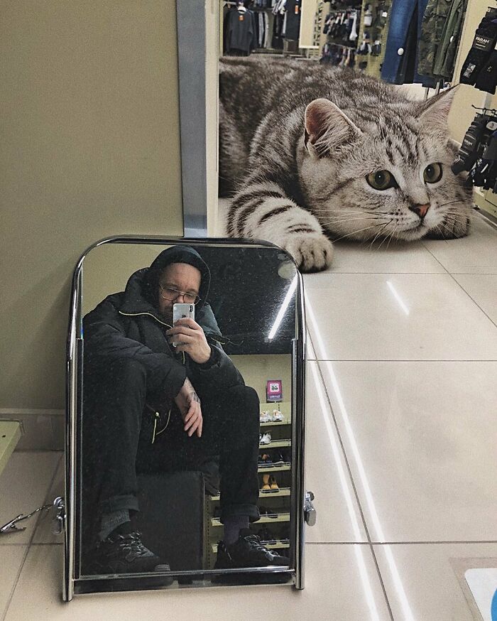 Pawsitively Epic: Russian Artist Envisions A Giant Feline World In New Series ( New Pics)