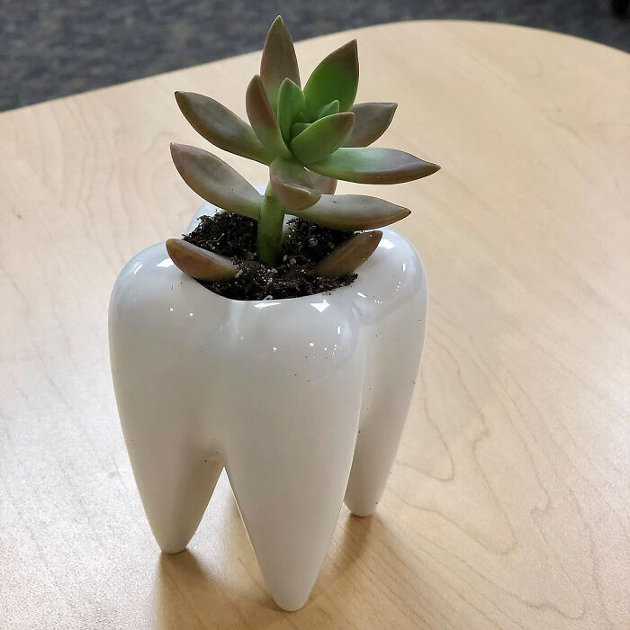 Toothfully Awesome: These Tooth Shaped Ceramic Planters Are A Must-Have At Work For Plant Lovers