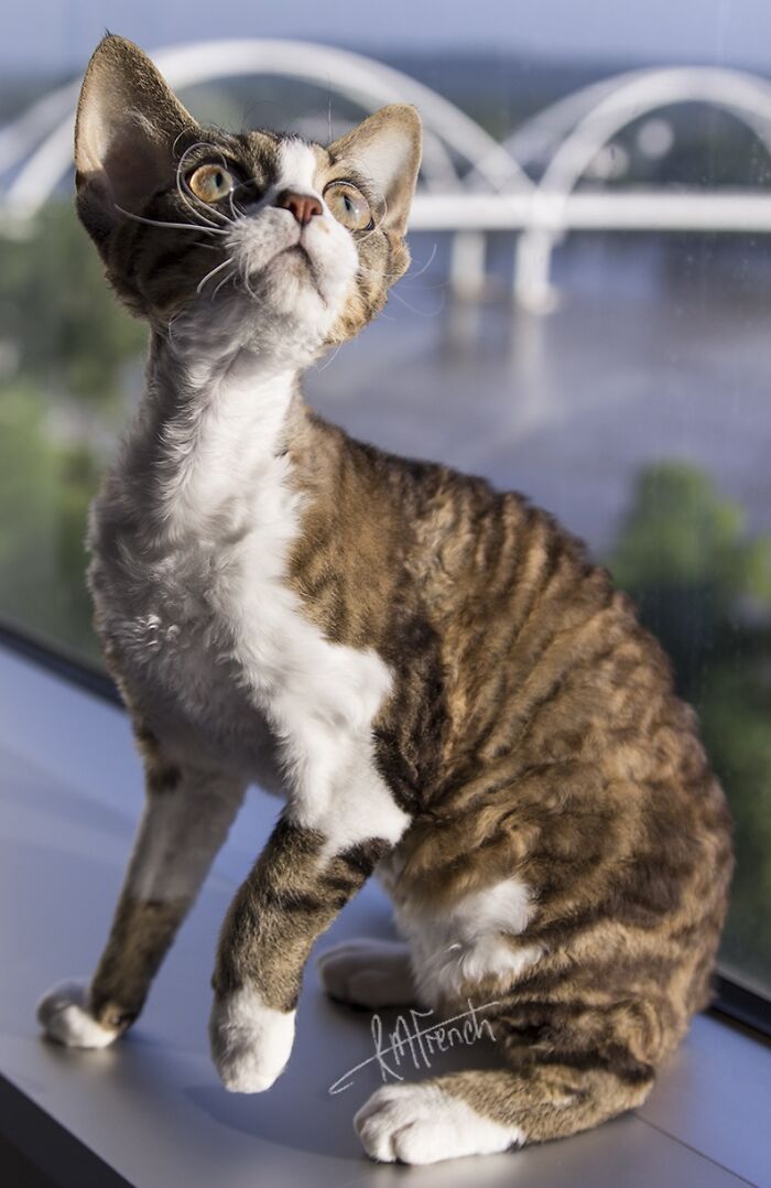 Java Bean The Devon Rex