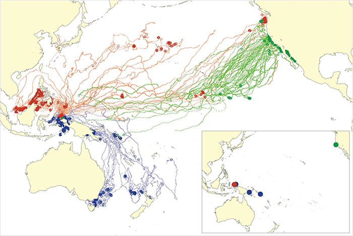 Turtle Tagging Is Making An Important Contribution To Protect Vulnerable Marine Species - 6