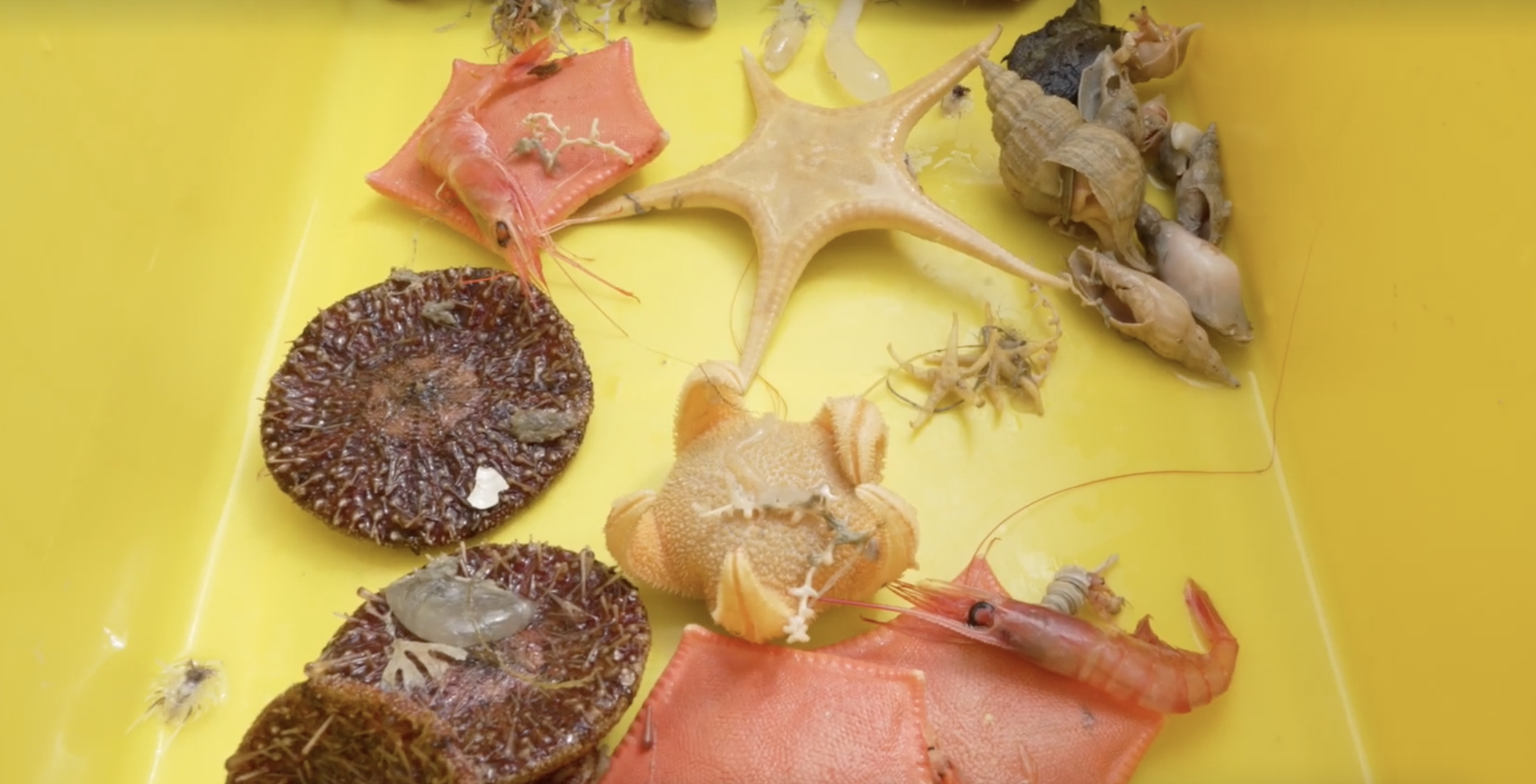 Scientists In New Zealand Have Discovered More Than 100 New Species, Including From Unseen Genus - 2