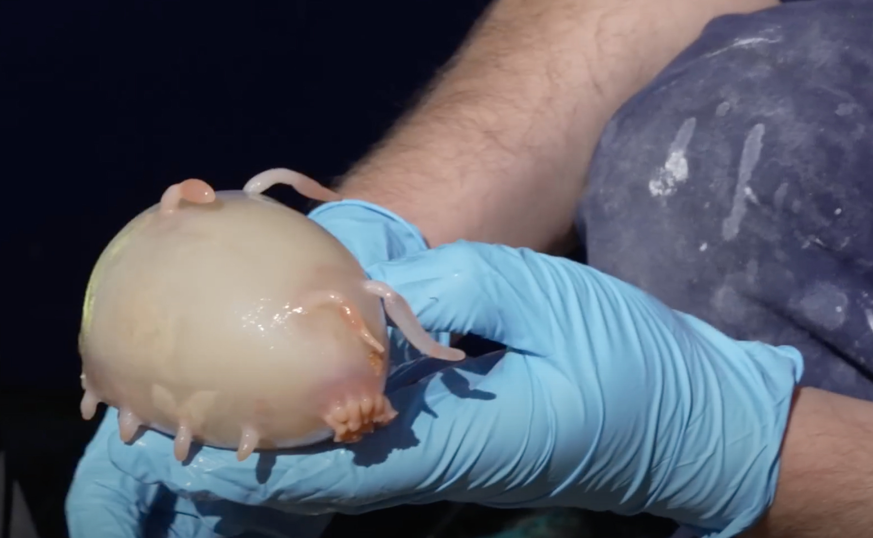 Scientists In New Zealand Have Discovered More Than 100 New Species, Including From Unseen Genus - 15