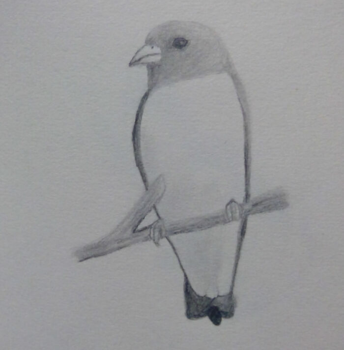 Bird I Drew :)