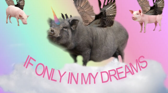 You Can Have It... When Pigs Fly