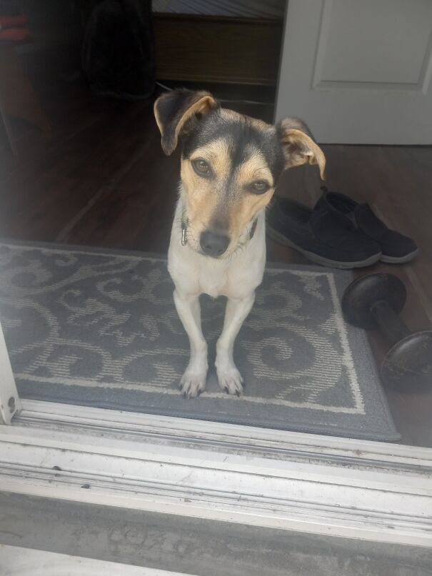 Semillon, Adopted At 1 1/2 Years Old