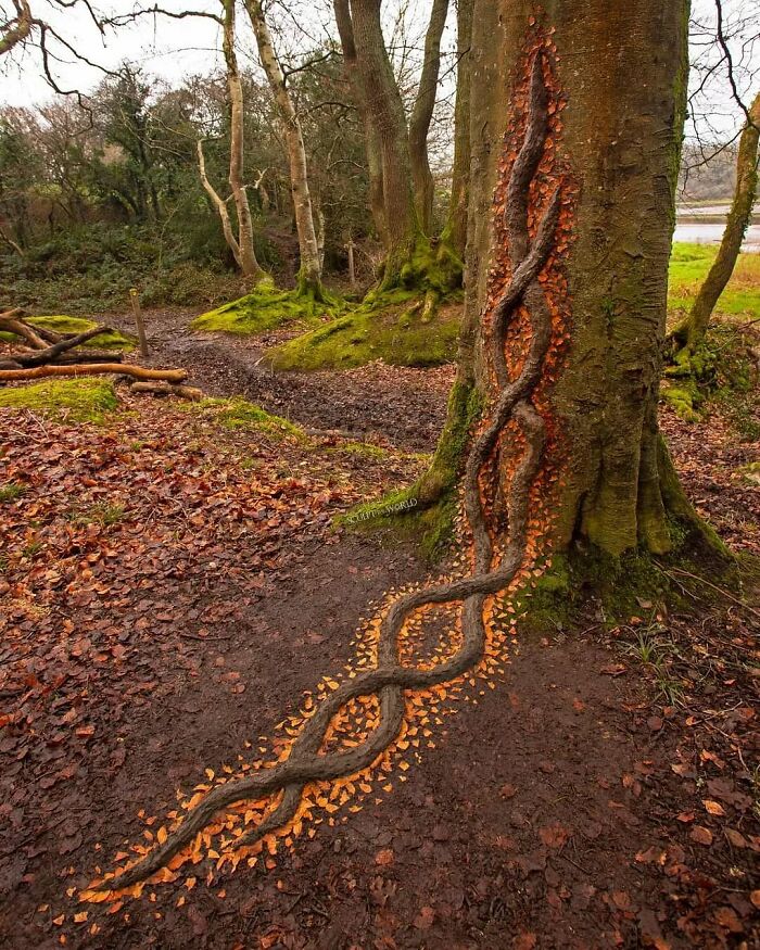 Intricate land art on tree and ground using natural materials in forest setting, showcasing patience and creativity in nature.