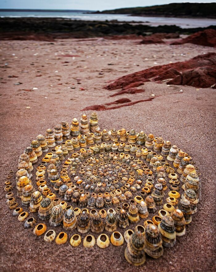 Intricate land art piece made of natural shells arranged in a spiral pattern on a sandy beach, showcasing patience and skill.