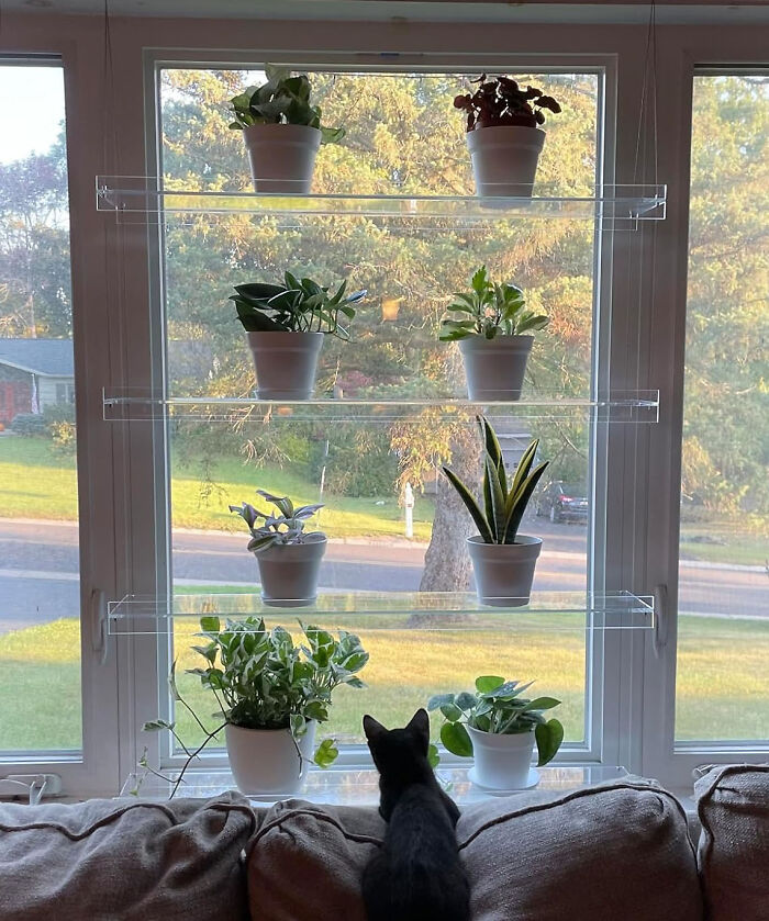 Let Your Greens Float With These Acrylic Window Shelves For A Plant Paradise In Your Small Space!