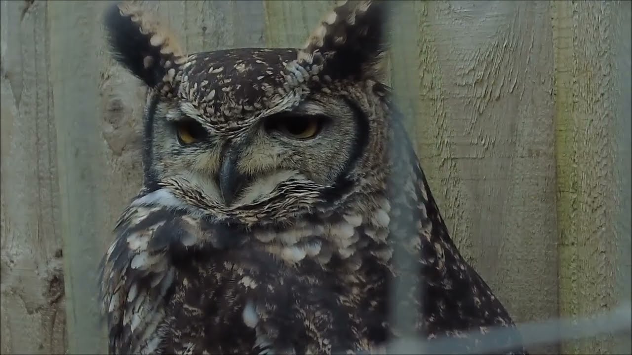 A Night With The Guardians