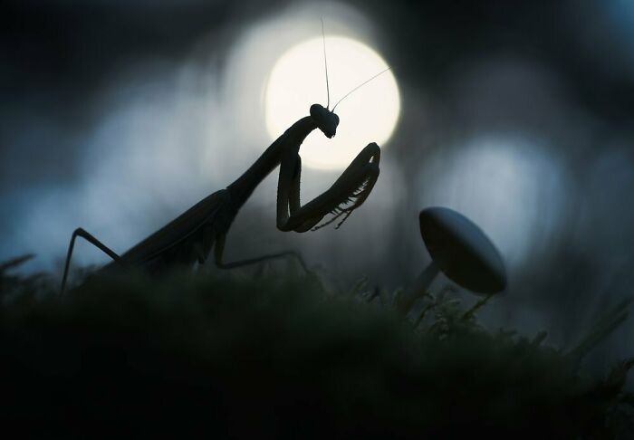 "Not So Silent Hill" By Panagiotis Dalagiorgos, Silver Winner In Behaviour - Invertebrates Category