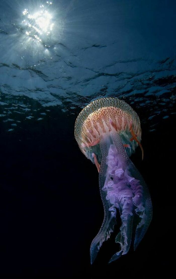 "Light In Light" By Giovanni Crisafulli, Bronze Winner In Underwater Category