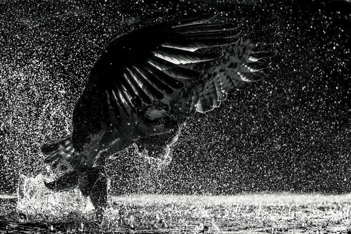 "Double Catch" By Tom Nickels, Bronze Winner In Black And White Category