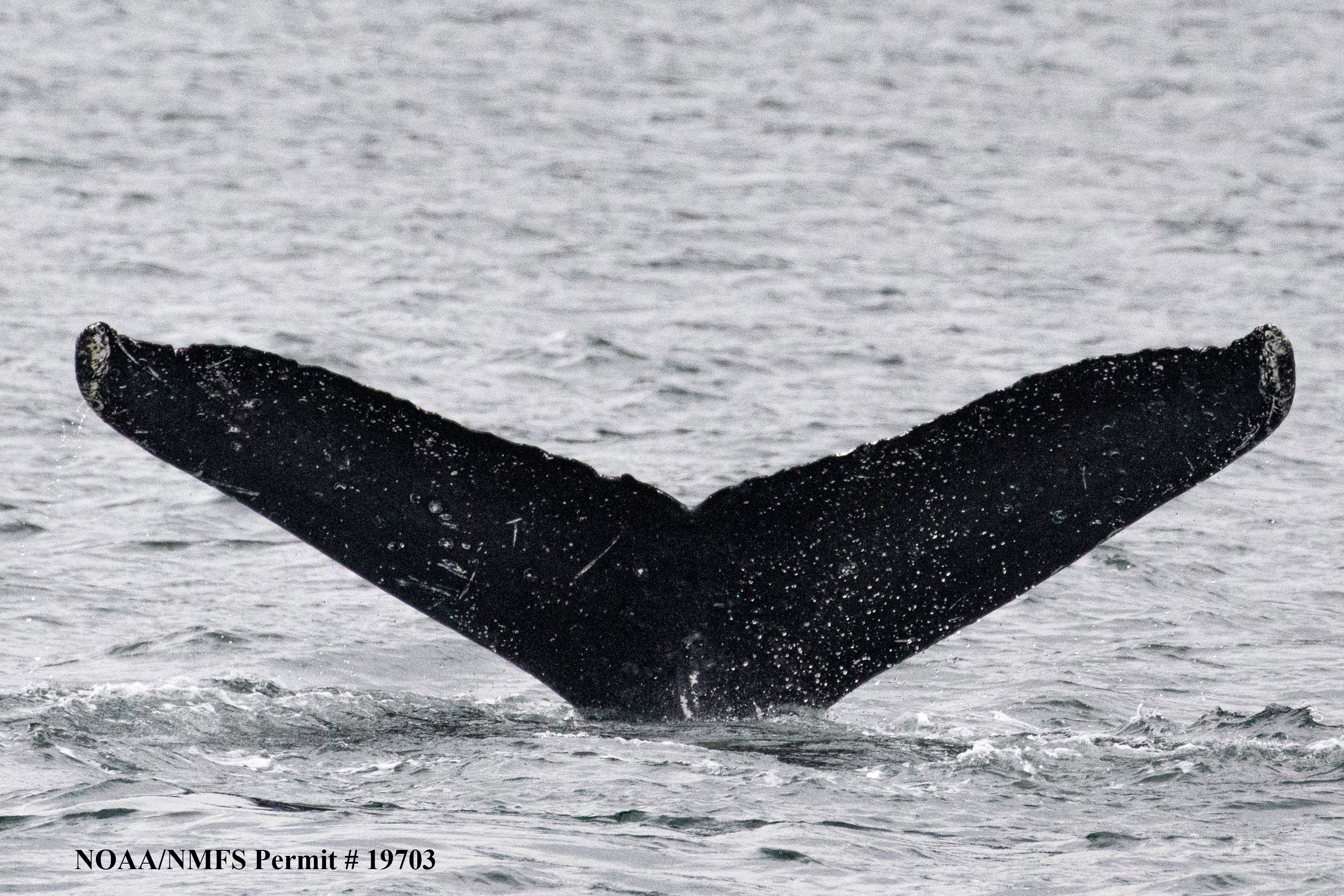 Scientists Hold A 20-Minute &lsquo;Conversation&rsquo; With A Whale Named Twain In His Own Language