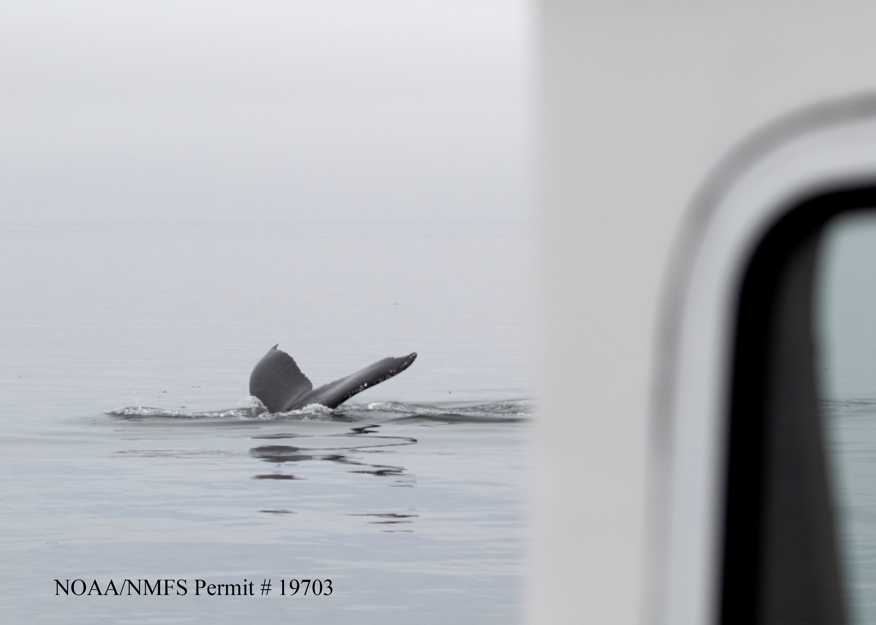 Scientists Hold A 20-Minute &lsquo;Conversation&rsquo; With A Whale Named Twain In His Own Language