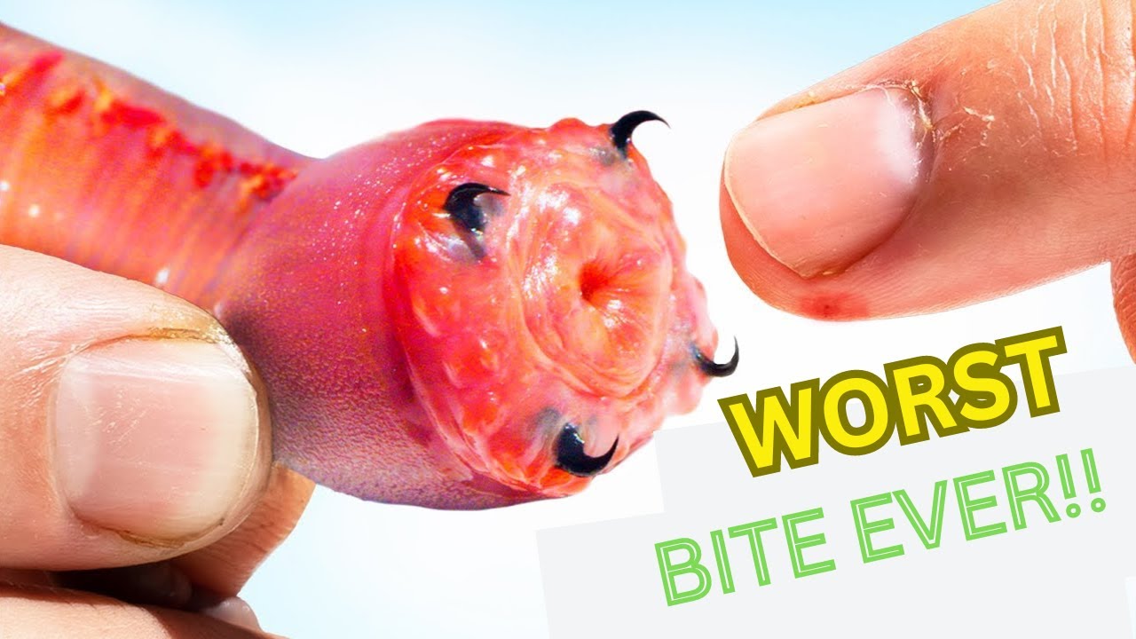 Top 10 Most Deadliest Bugs In The World [unbelievable]