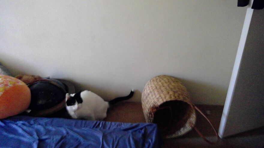 These Are My Cats That Are So Cute