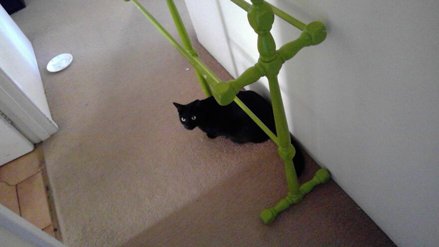 These Are My Cats That Are So Cute