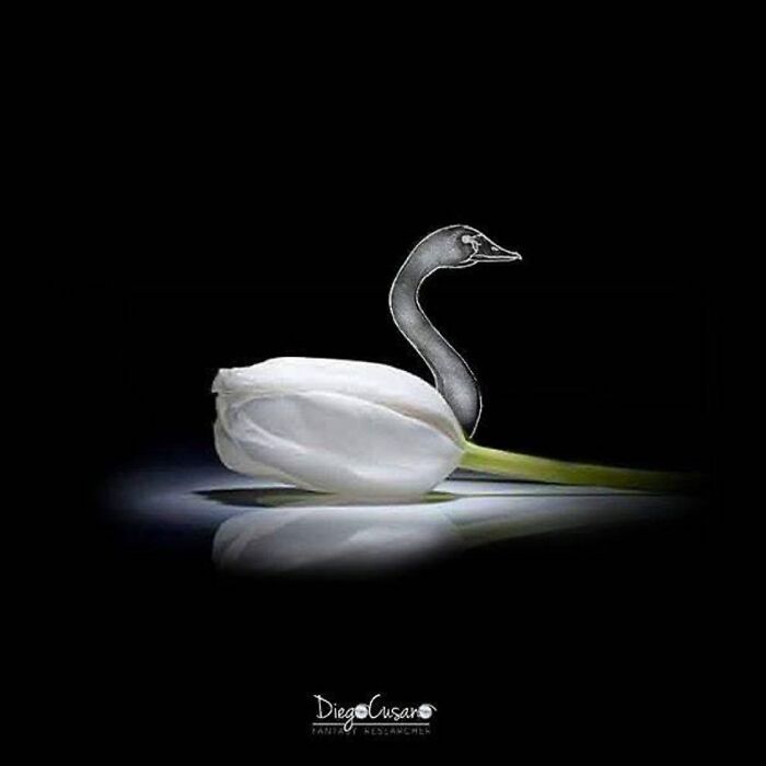 Whimsical Wonders: Diego Cusano's Playful Object Transformations (New Pics)