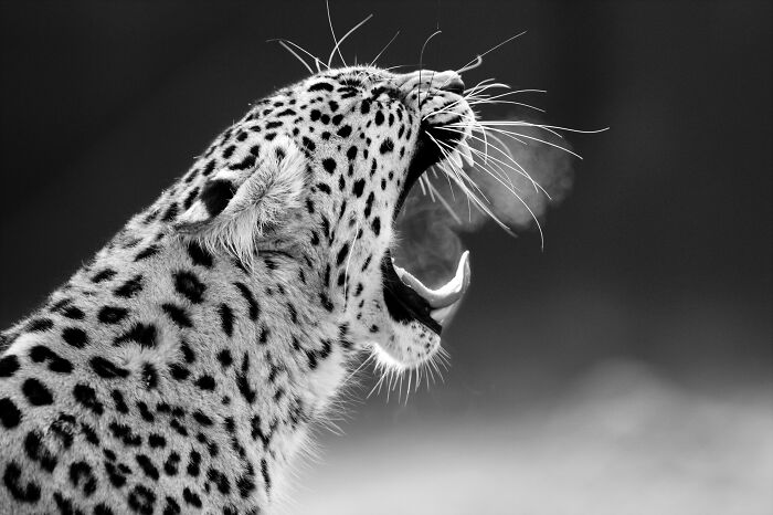 Some Of My Favorite Black And White Photos I've Taken In The Last 18 Years