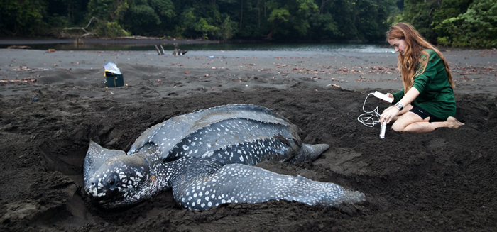 Turtle Tagging Is Making An Important Contribution To Protect Vulnerable Marine Species - 14