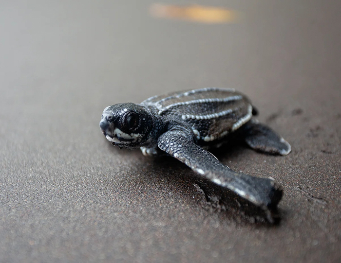 Turtle Tagging Is Making An Important Contribution To Protect Vulnerable Marine Species - 13