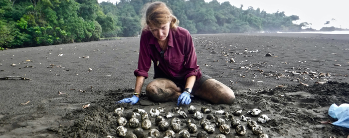 Turtle Tagging Is Making An Important Contribution To Protect Vulnerable Marine Species - 10