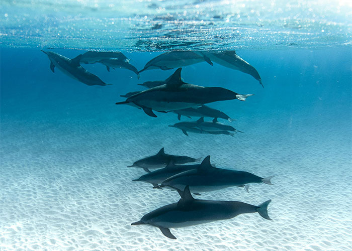 People Are Sharing Their Favorite Animal Facts That Never Cease To Amaze Them - 4