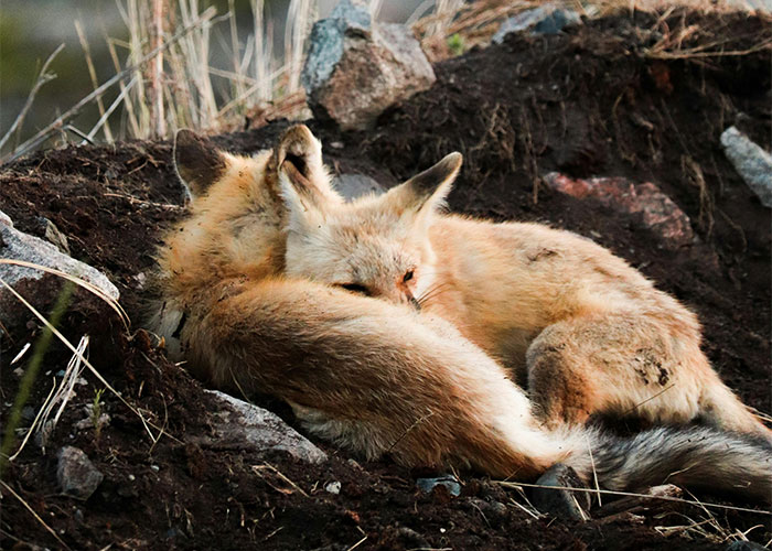 People Are Sharing Their Favorite Animal Facts That Never Cease To Amaze Them - 20