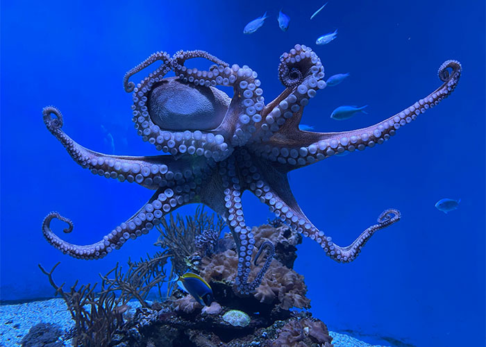 People Are Sharing Their Favorite Animal Facts That Never Cease To Amaze Them - 21