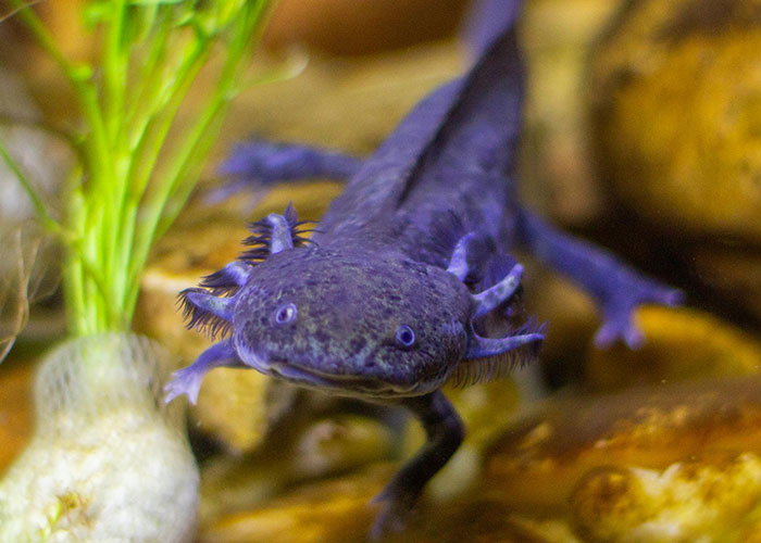 People Are Sharing Their Favorite Animal Facts That Never Cease To Amaze Them - 30