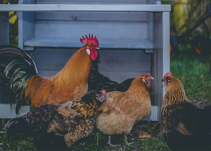 People Are Sharing Their Favorite Animal Facts That Never Cease To Amaze Them - 34