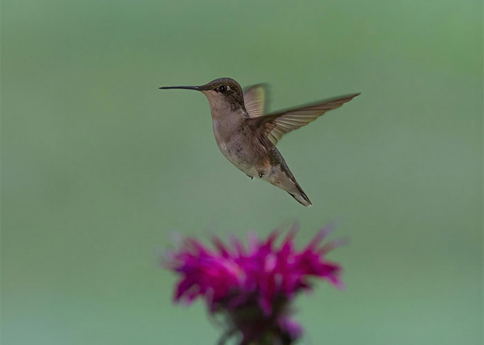 People Are Sharing Their Favorite Animal Facts That Never Cease To Amaze Them - 25