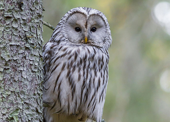 People Are Sharing Their Favorite Animal Facts That Never Cease To Amaze Them - 28