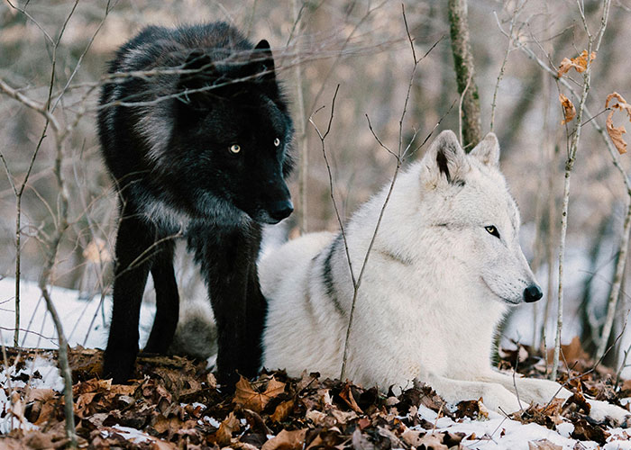 People Are Sharing Their Favorite Animal Facts That Never Cease To Amaze Them - 41