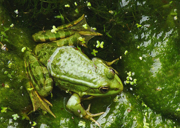 People Are Sharing Their Favorite Animal Facts That Never Cease To Amaze Them - 32