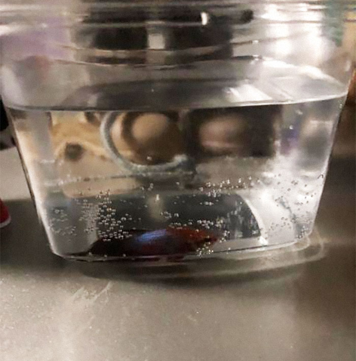 “They Swim And Die”: Aunt Refuses To Apologize For Ending Fish’s Life, Screams When Karma Hits “They Swim And Die”: Aunt Refuses To Apologize For Ending Fish’s Life, Screams When Karma Hits