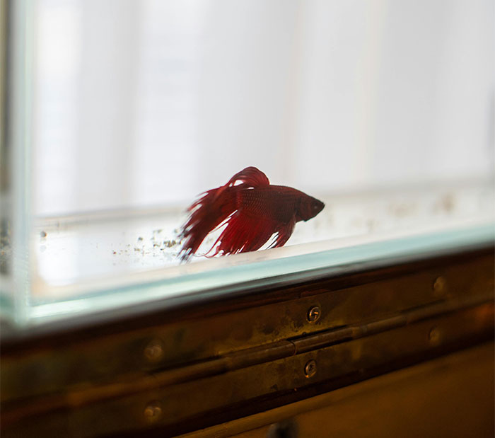 “They Swim And Die”: Aunt Refuses To Apologize For Ending Fish’s Life, Screams When Karma Hits “They Swim And Die”: Aunt Refuses To Apologize For Ending Fish’s Life, Screams When Karma Hits