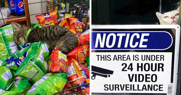 50 Best Ever Pics Of Cats Ruling Over Small Shops They Call Home