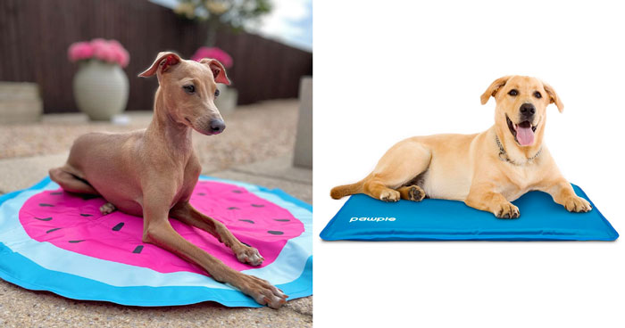 Best Dog Cooling Mat In 2024
