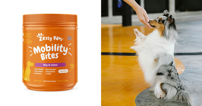 Best Joint Supplement For Dogs, According To Vet