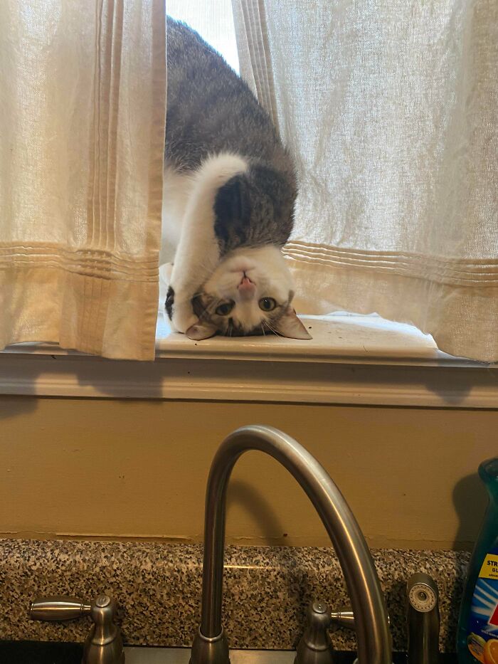 Cat upside down on windowsill behind curtain, captured in a funny moment showing cats losing their single brain cell.