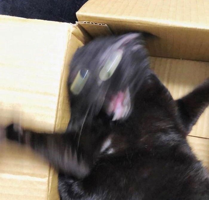 Blurry black cat with wide eyes and open mouth inside a cardboard box, capturing cats losing their single brain cell moment.